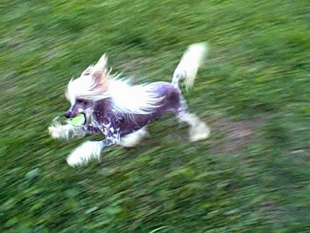 Sakkarra Chibi Hes Got The Look