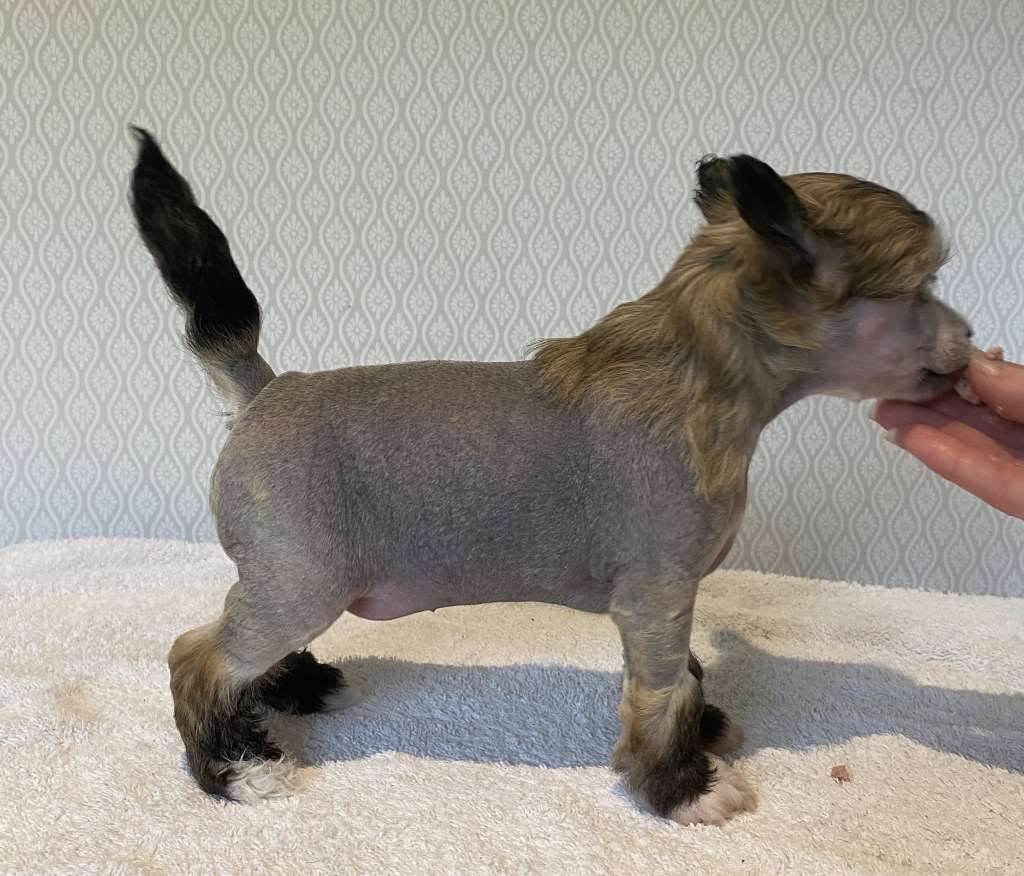 Moelmo?s Greatest Friend There Is