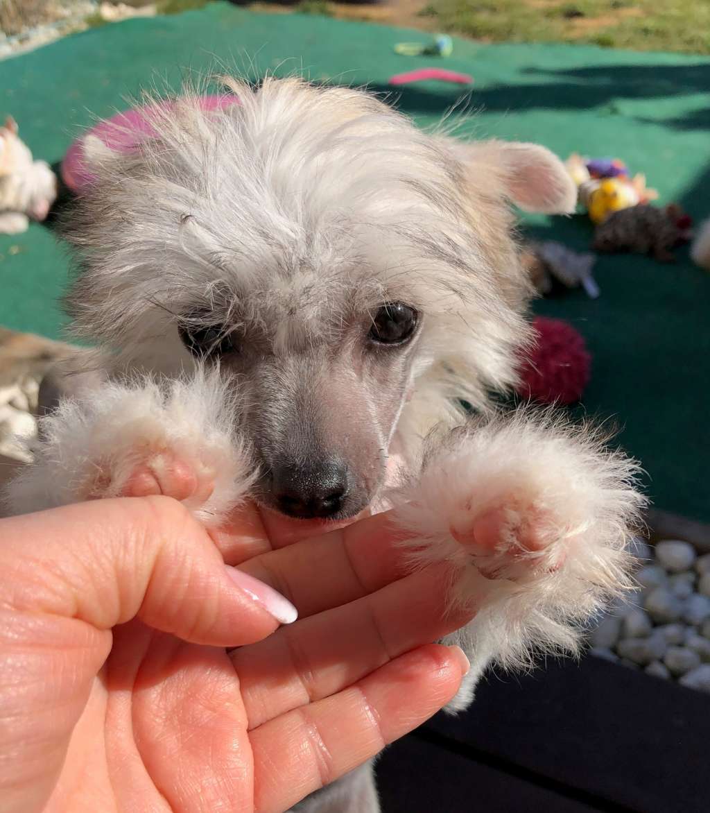 Julia Roberts Caramella's Family