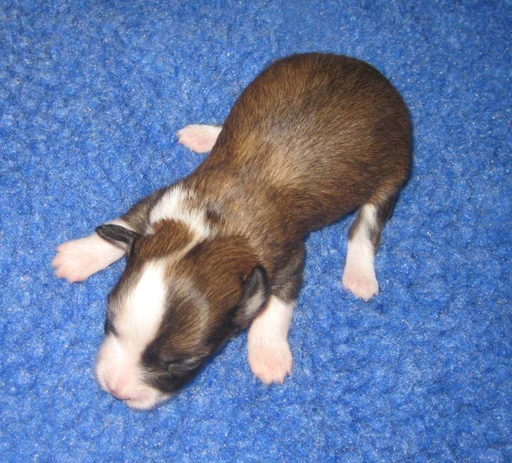 Jewels Playing The Field