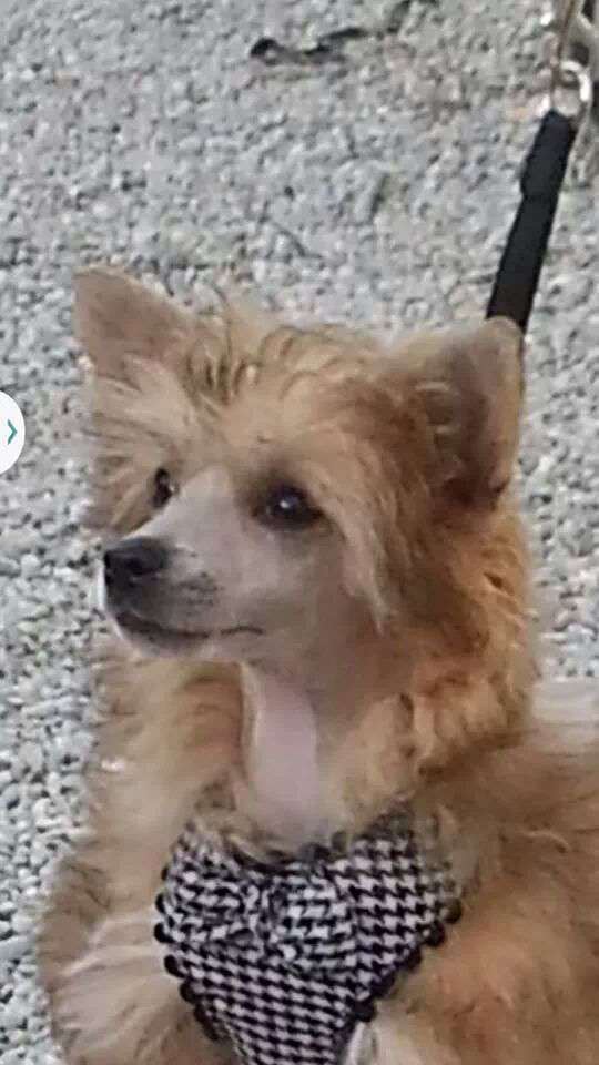 I Am Just a Legend des Picholines