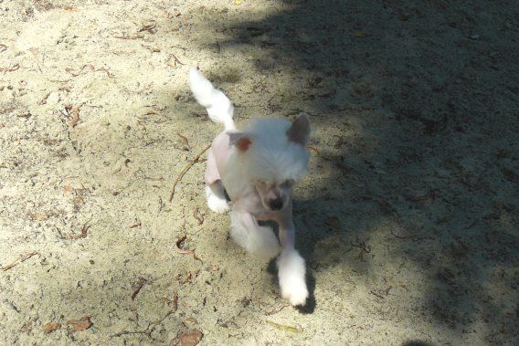 Le Chéri Top Model de Rama