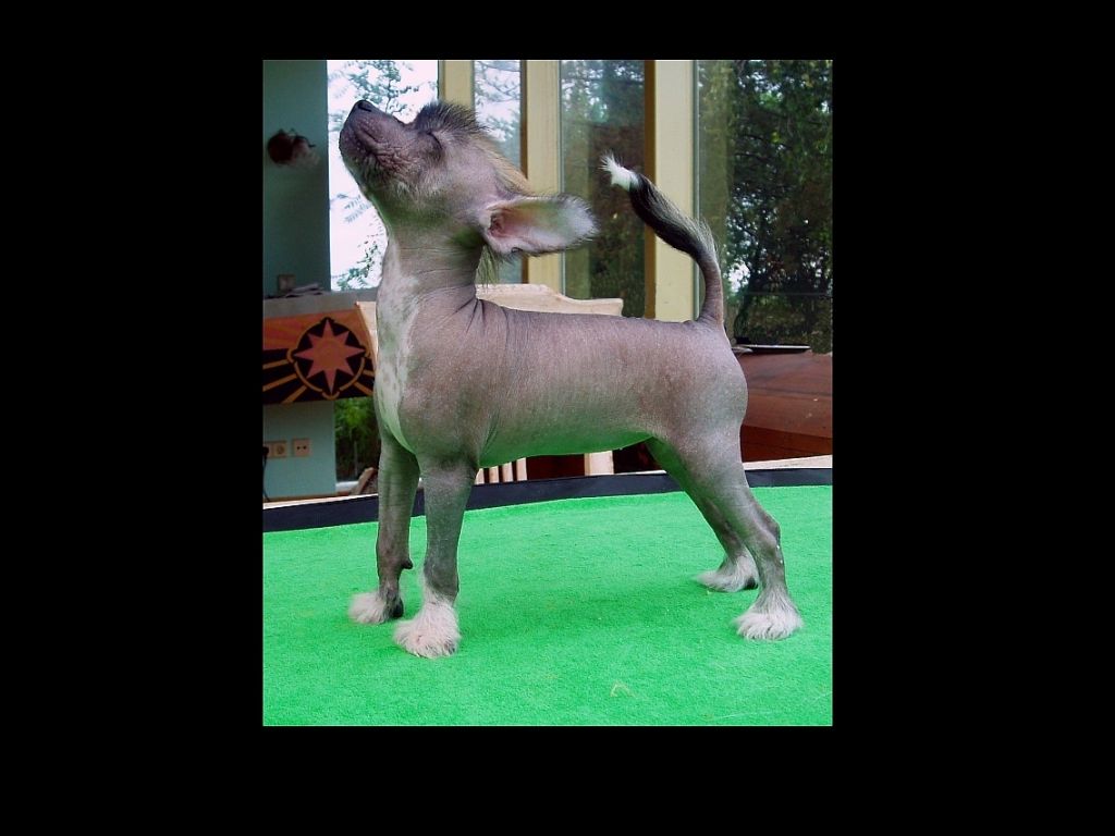 Be My Dog's Eight Wonder