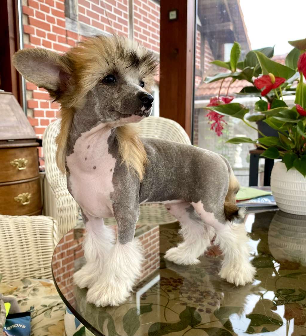 Mavala von Shinbashi