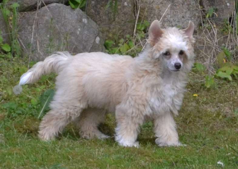 Crazy Little Diamond Super-Mario