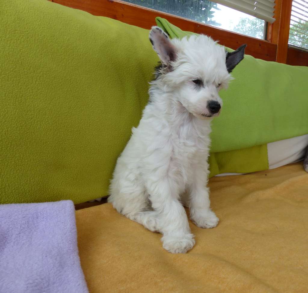 Makani vom Apfelland