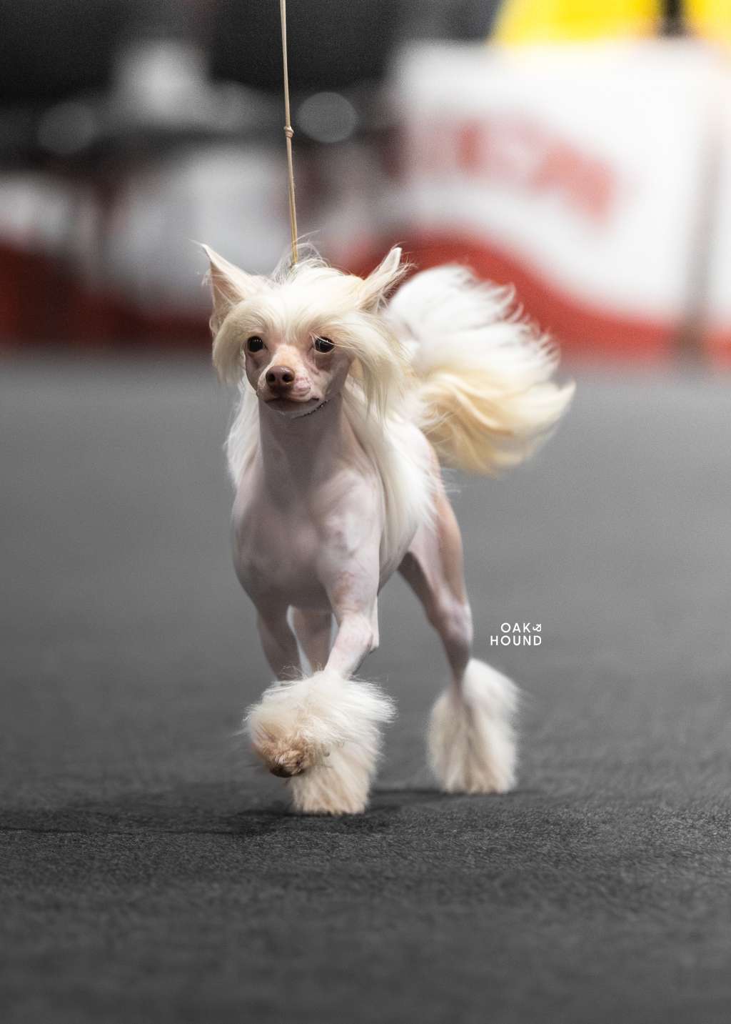 De Cabanelas Belly Button