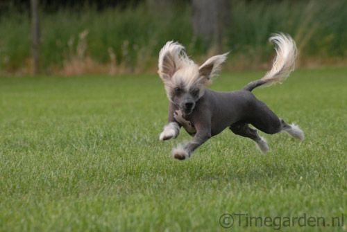 Timegarden Touching Your Heart