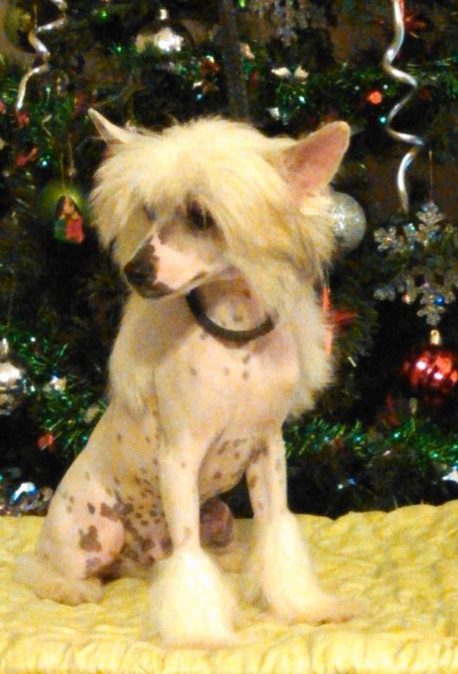 Gracieux Will O The Wisp