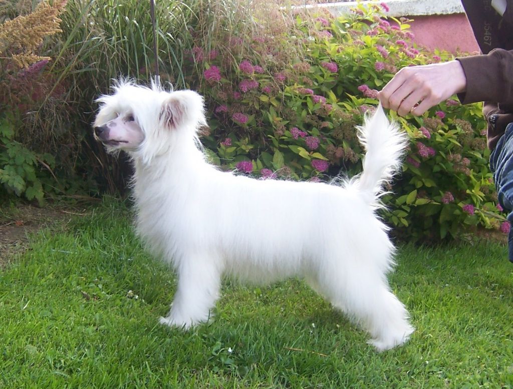 CandyCresteds Tcup Tinkerbell