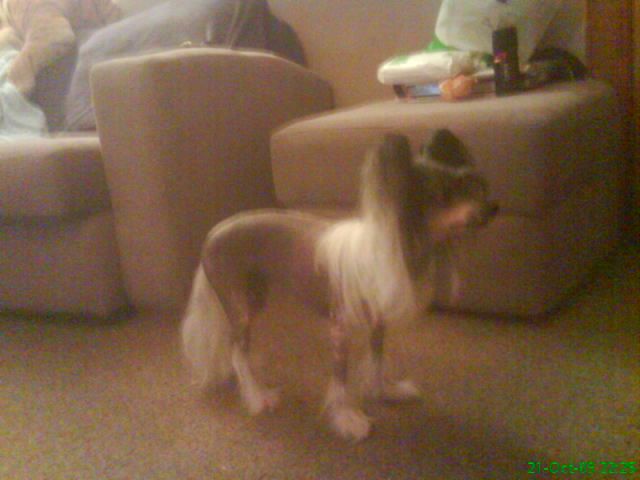 midnight romancer by sigyns