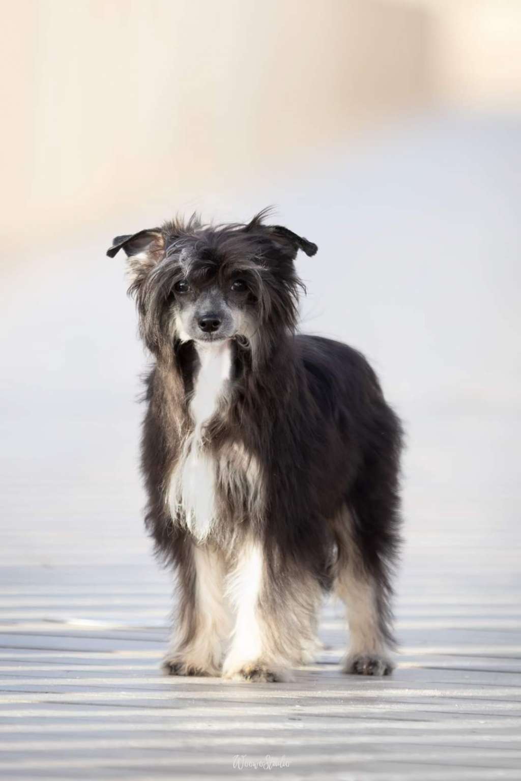 Hypnotic Poison de Lybóriu's Legacy