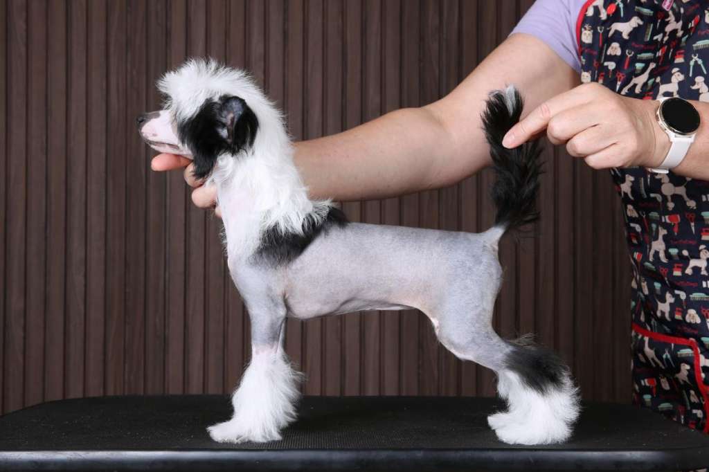 Incanto Del Mondo Pandy Am I