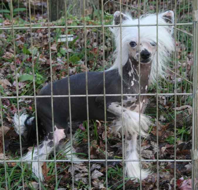 Mstical King of the Road