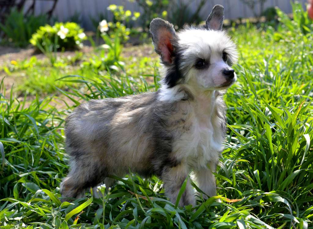 Legion of Dream Zippy