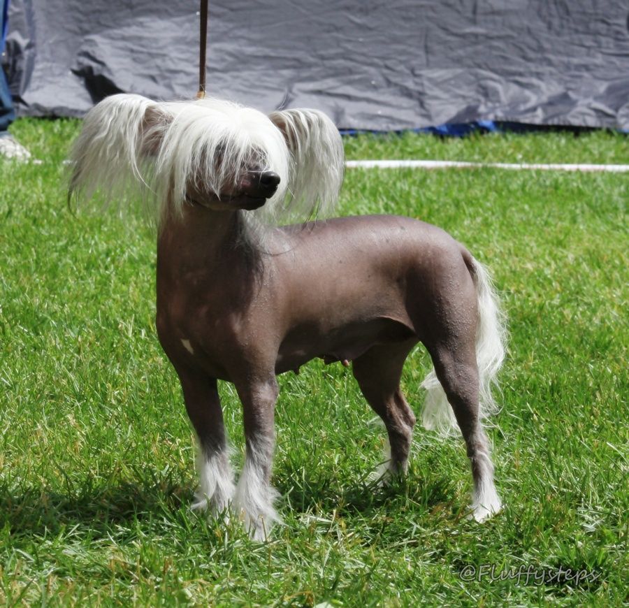 Fluffysteps Addicted To Pardy Hardy