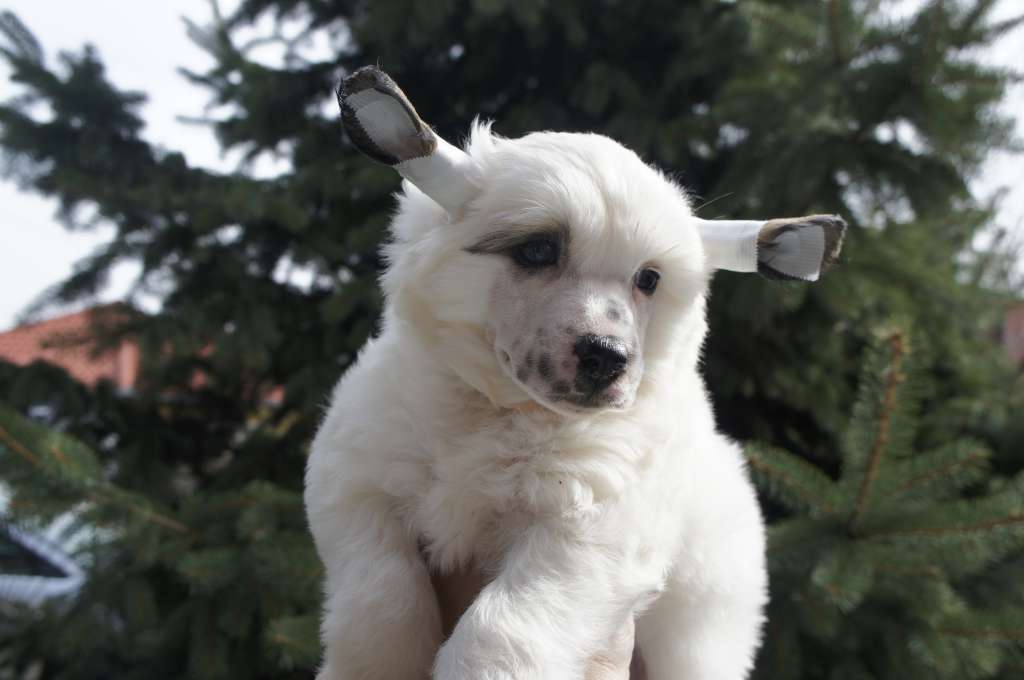 Golden Deer Jolly Joker