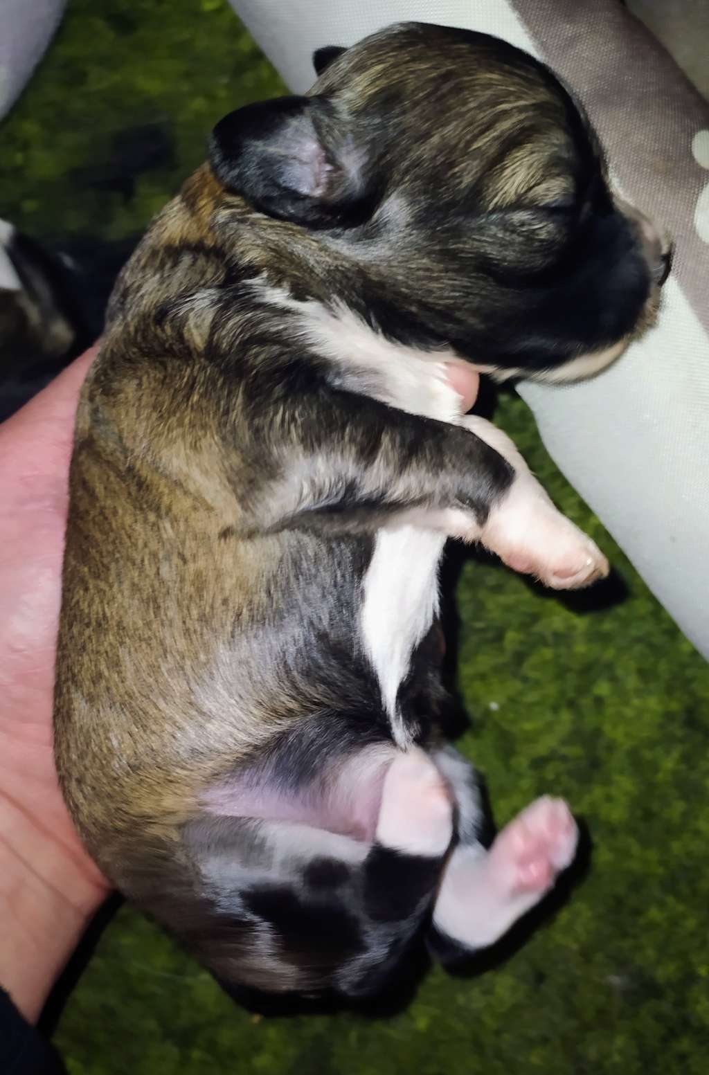 Diva Decarabia Haneli Nice