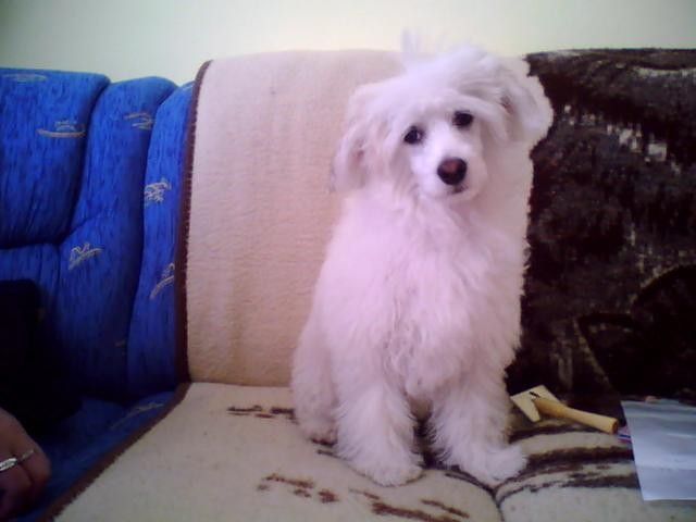 Arisu-Rin ze Shetlandu