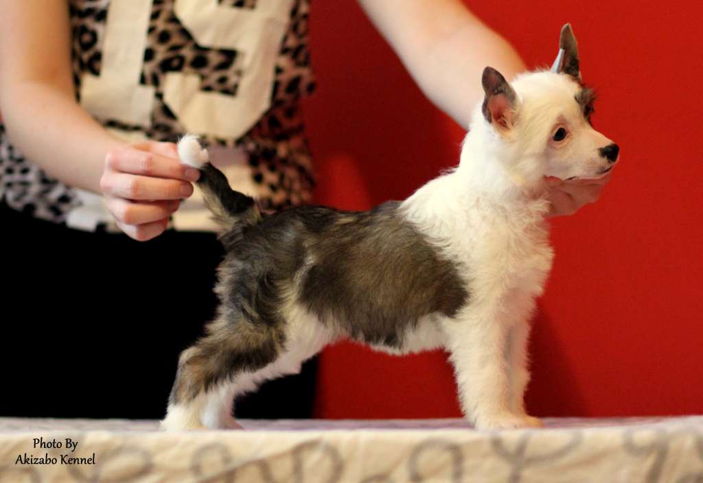 Bliska Idealu Pretensja