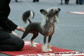 Joyway's You Rock My World