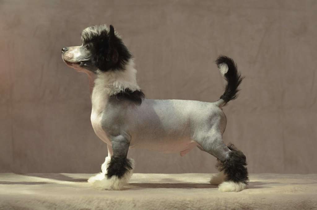 Golden Diamond Cresteds MrPresident