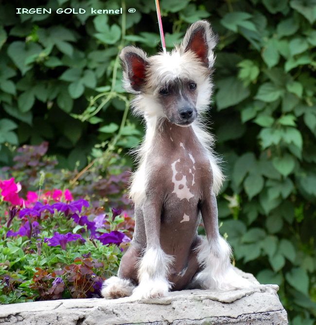 Irgen Gold Gojko Mitich