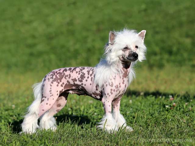 Arshaus Baise Baihihua