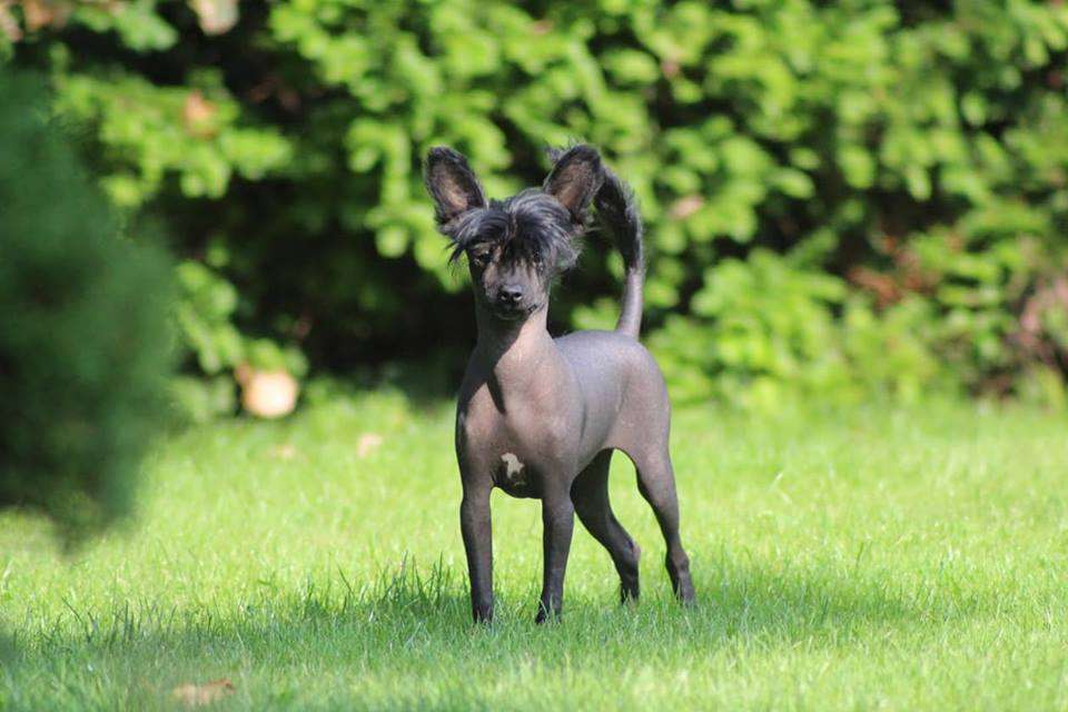 Szako Pocobaroco FCI