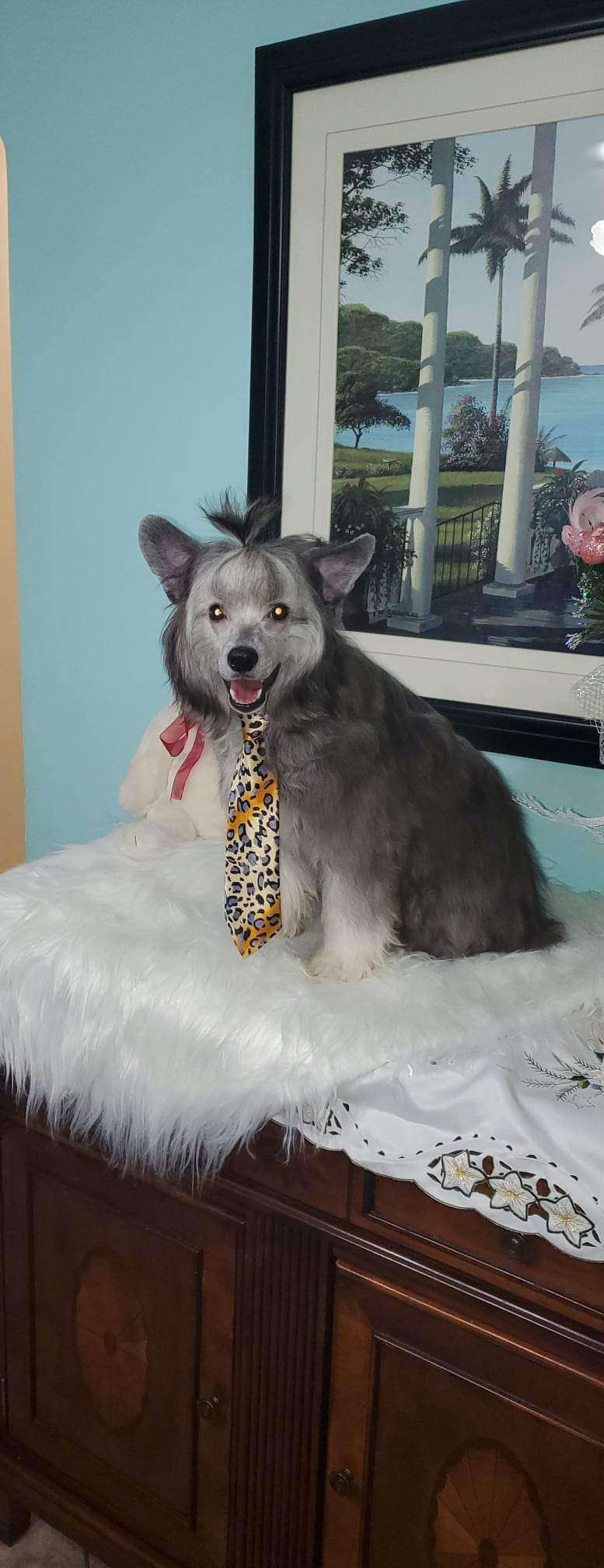 Gardine Into the Sunset