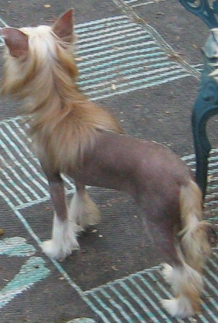 Bidwin Pyx Whirlwind