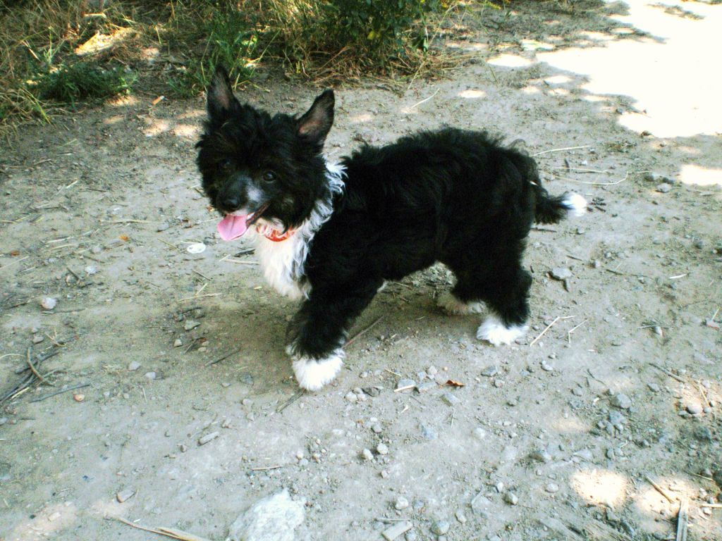 Alexis Sweet Desires for Alluvial Gold