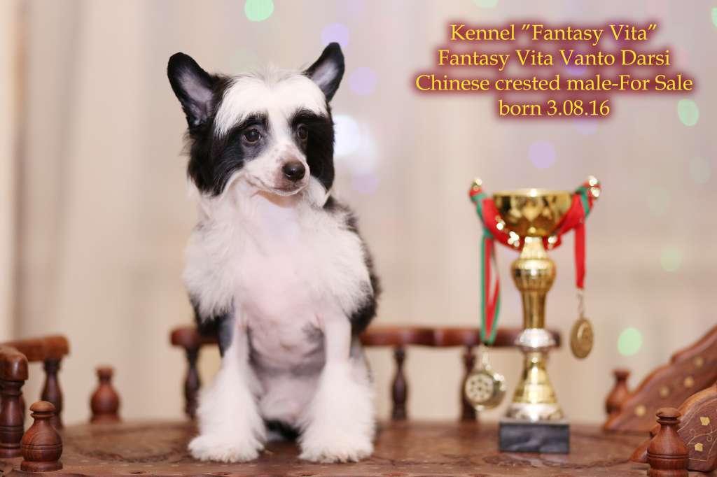 Fantasy Vita Vanto Darsi