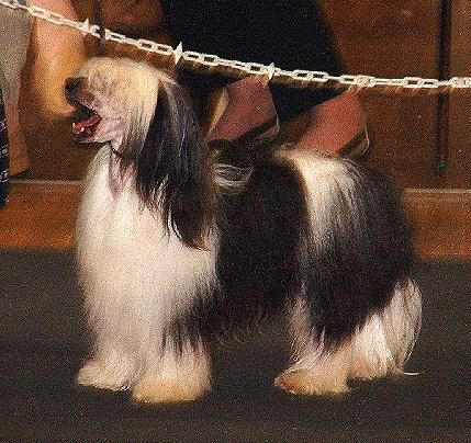 Jhanchi Trust No One