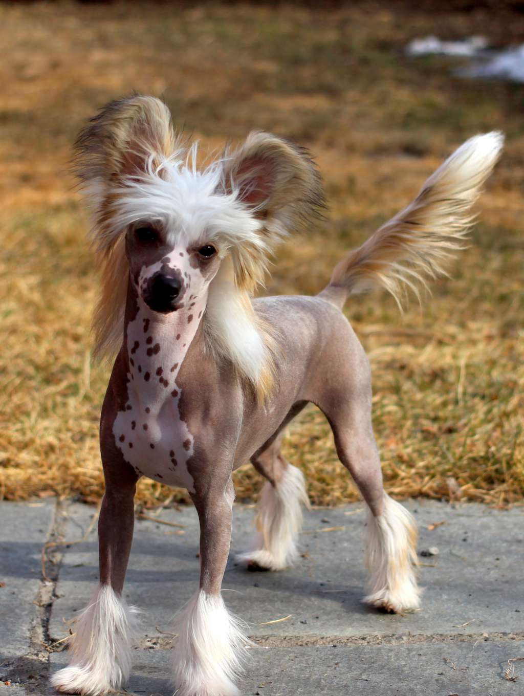 Artic Flyer's Sound of Music