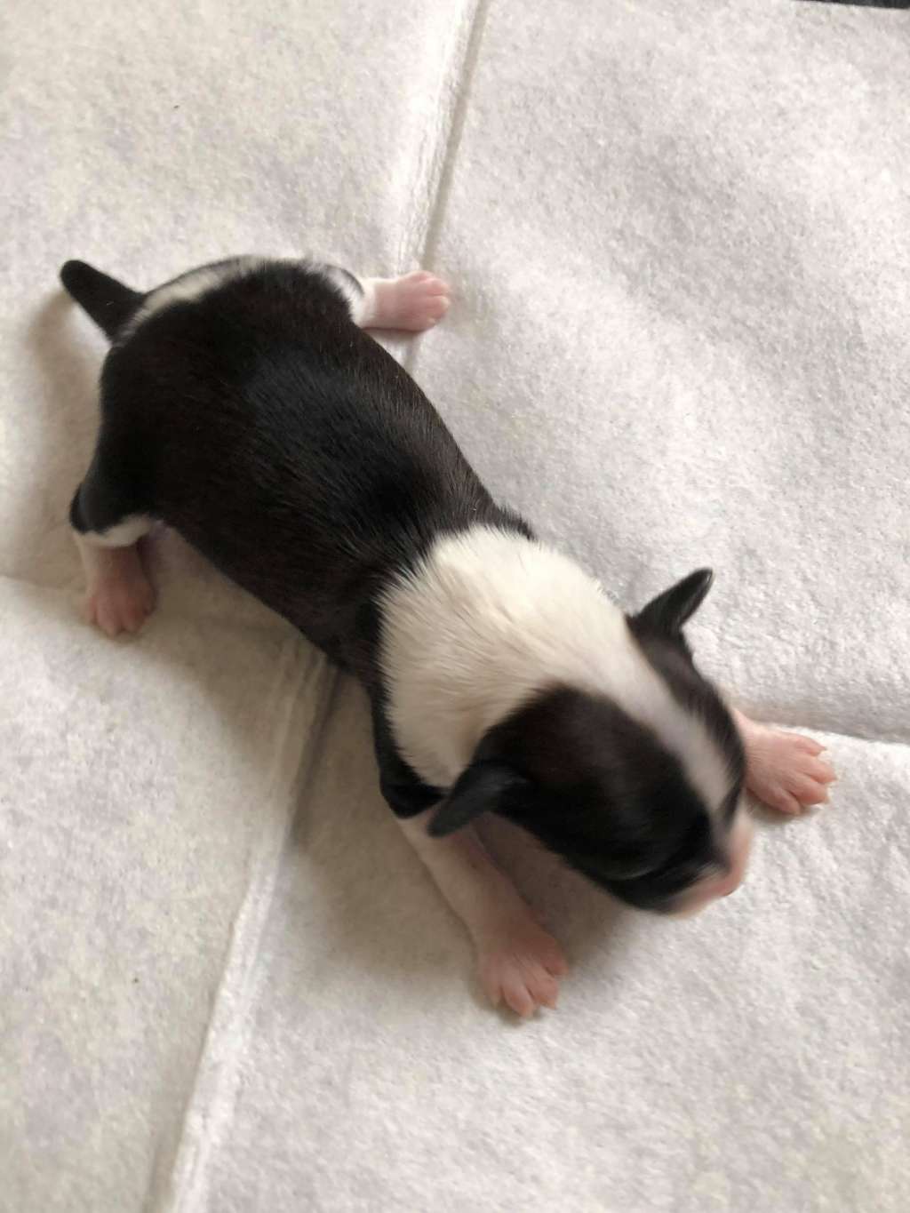 Moelmo's Spring Flower