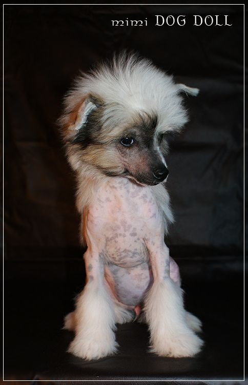 Mimi Dog Doll Always Ahead