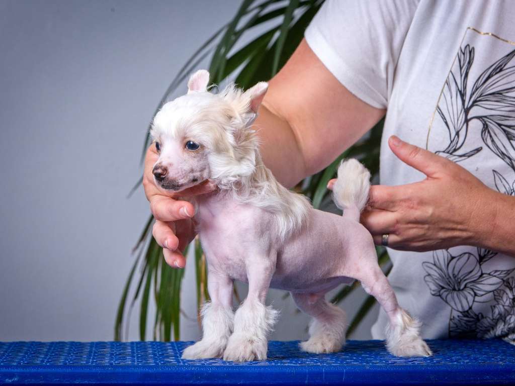 Bruno od André a Sábi