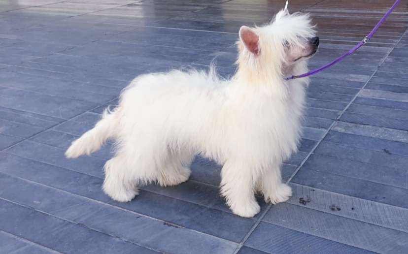 Altamira Imperial Chandon Notre Dame