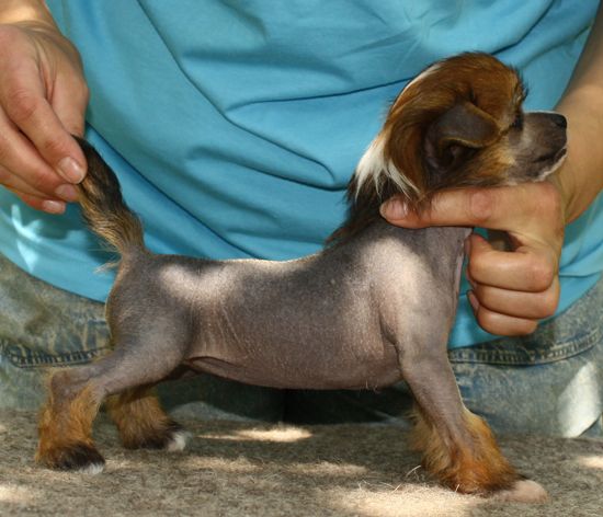 Angel O' Check Tsaritsa Kleopatra.