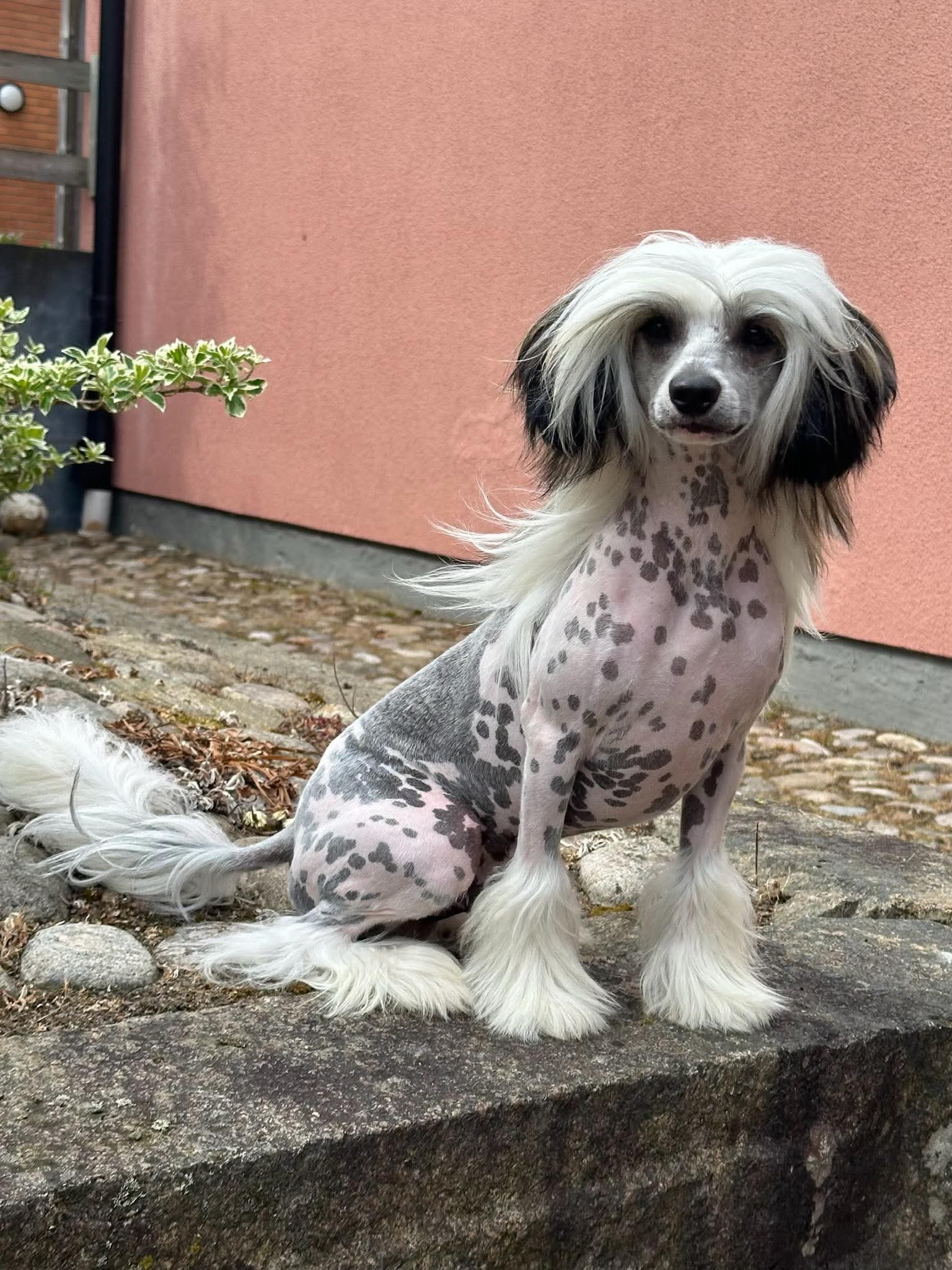 Kalimera's I'm Batman