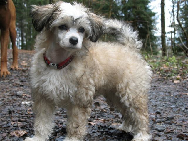 Eternal Flame Fantasy Island