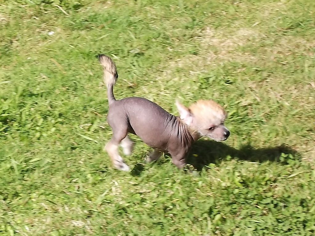 Gurly Du Jardin De Guanglying