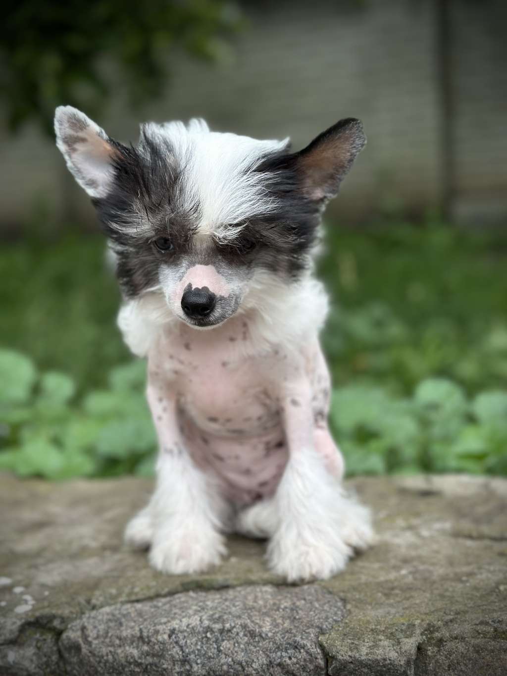 Cherry Xiu Miracolo Dell'anima