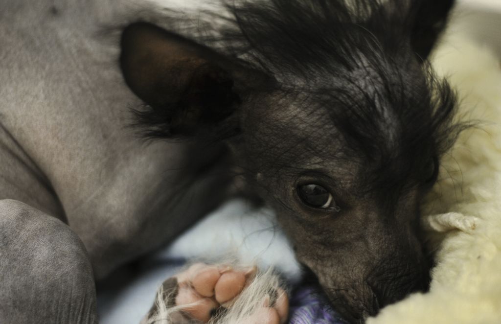 Dogtrix Finurliga Figge