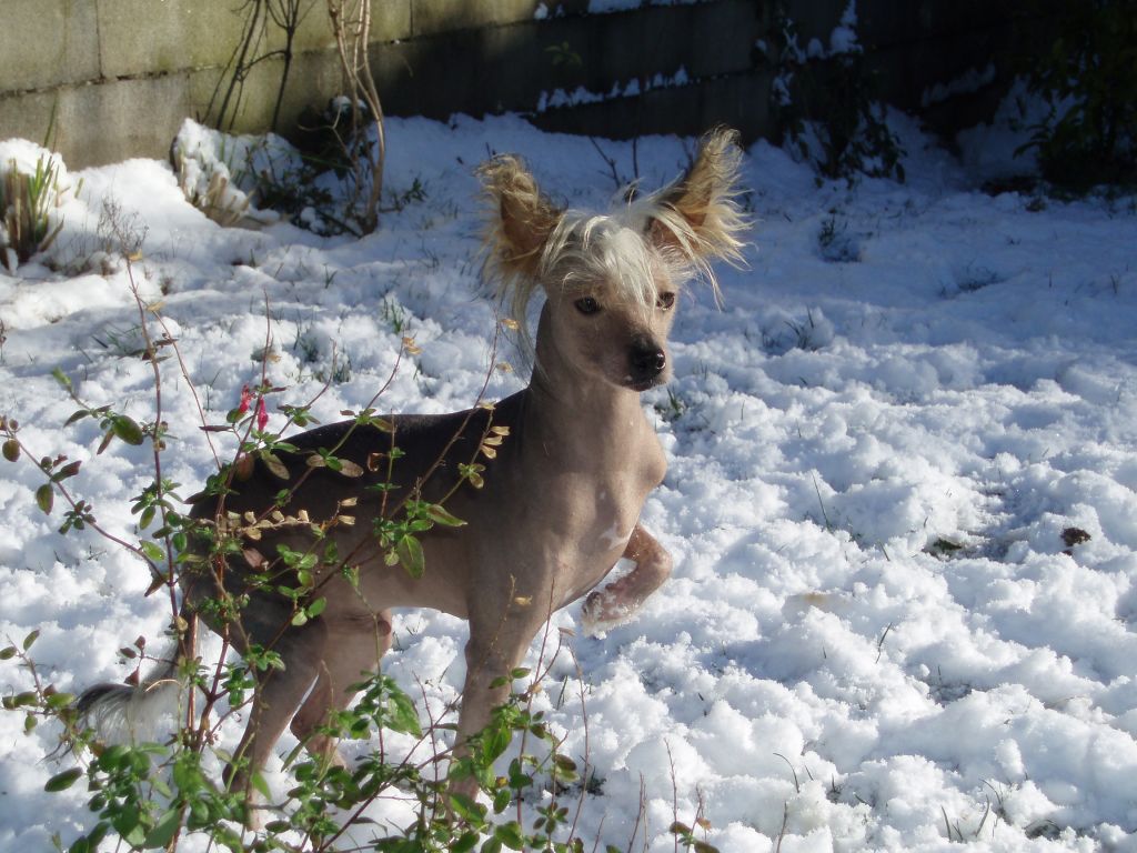 Atxarrea Golden Hair
