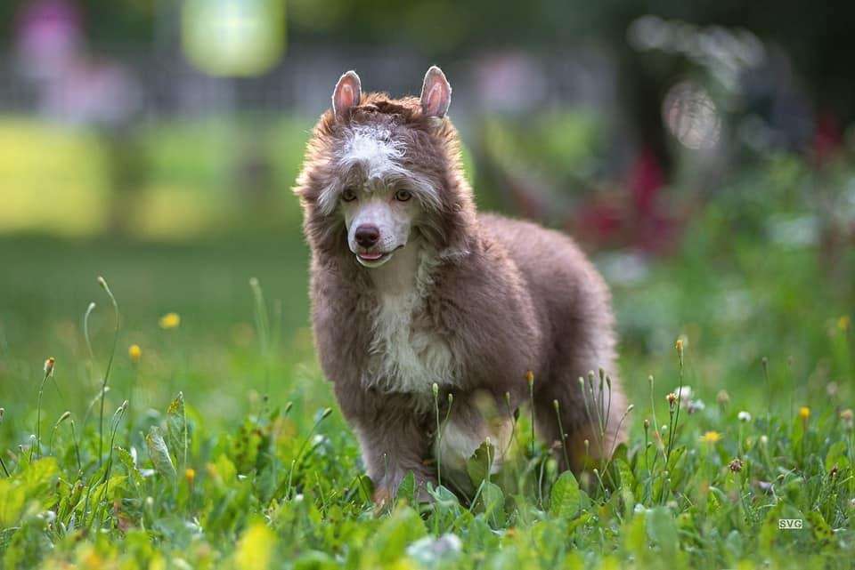 My Lucky Charm Zephira