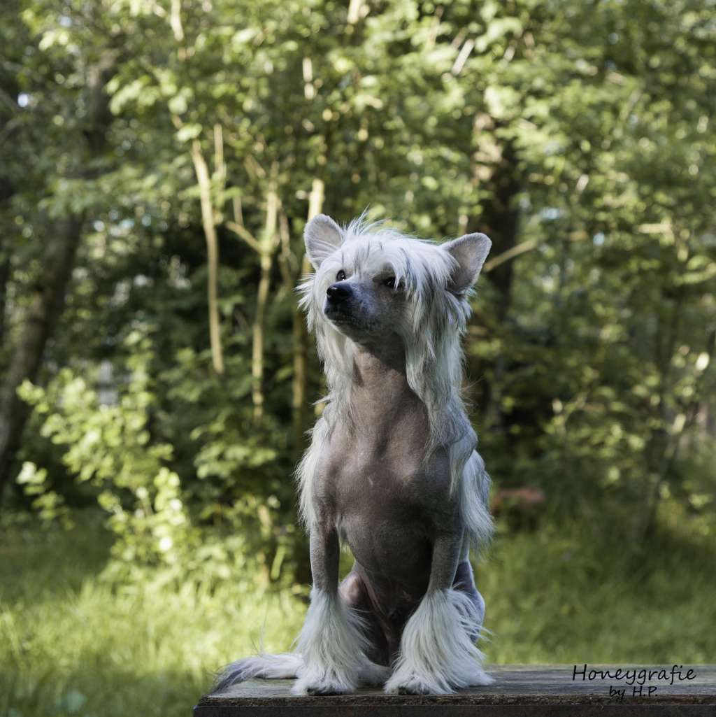 Dandy The Bushwalker