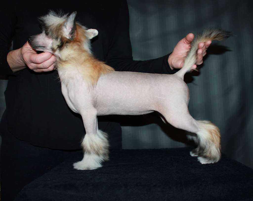 Julius Neva Gentiana