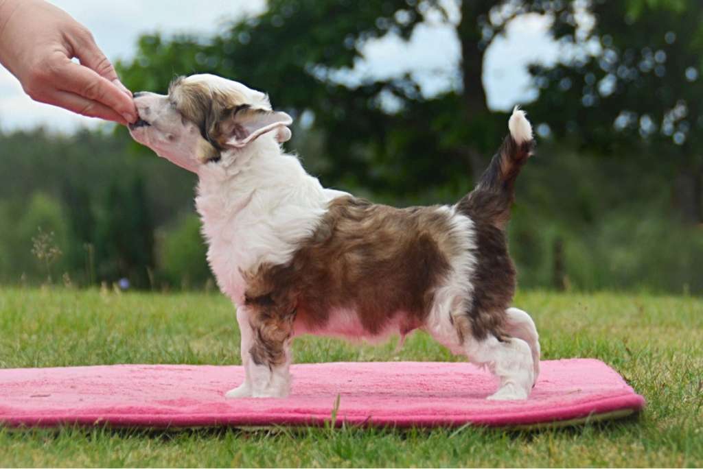 Nomilas Next Ice On Water